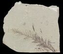 Metasequoia (Dawn Redwood) Fossil - Montana #47085-1